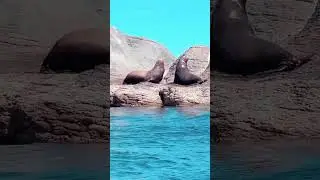 I love getting close to water creatures.