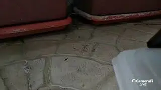 ANT