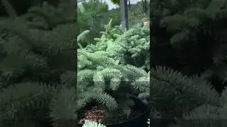 Ель Глаука Глобоза в Ромашкино Парк
