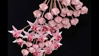 Flowering Hoya Through Day Length Manipulation