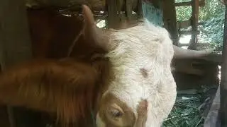 Sapi Cepat Besar dan Cepat Gemuk - Peternakan Sapi - Cara Beternak Sapi - Sapi Rakus Makan