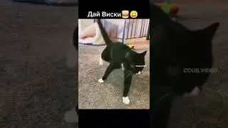 напоил кота 😁😁