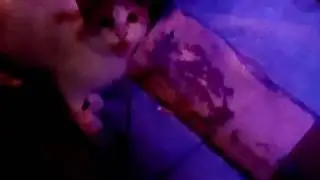 Котик