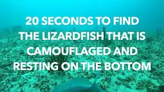 Find the fish that is camouflaged on the bottom in the Gulf of Mexico
