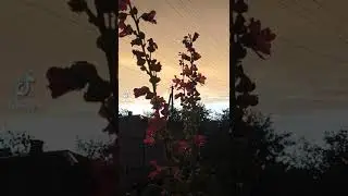 мальви 