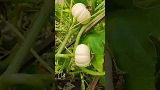 Декоративные тыквы 🌼
