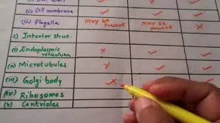 Differences between bacterial, animal and plant cells