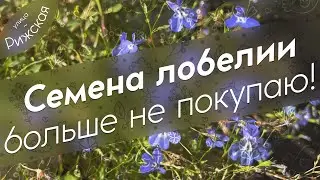 Семена лобелии 🌱 больше не покупаю!