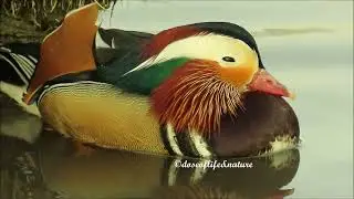 The Most Colorful Duck - Mandarin Duck: Swimming, Courting, Dozing Off