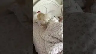пора вставать