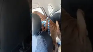 ПФ Маэстро, приветы с дома♥️ Волжский (2)