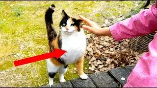 Saving a stray cat without a paw // A cat without a paw - what happened?