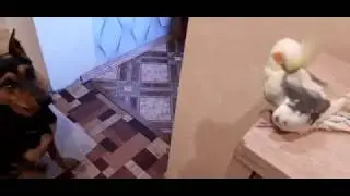 Казка