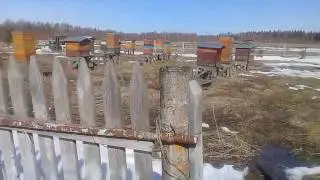 Первый облет пчел.