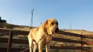 Armenian wolfhound Gampr Jaga Buld Abovyan