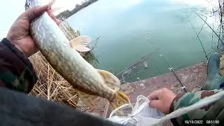 И  ЩУКА  И  КАРАСЬ  НА  НАВОЗНОГО  ЧЕРВЯ ПО  ХОЛОДНОЙ  ВОДЕ