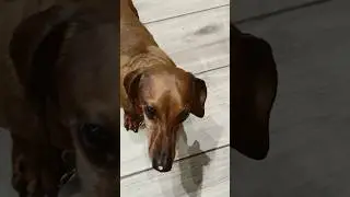 Sad Miniature Dachshund can’t get his nose clean.  #Shorts #sausagedog