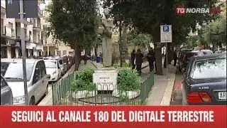 BISCEGLIE PIAZZA SAN FRANCESCO QUERCE SECOLARI A RISCHIO