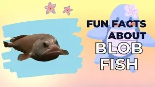 Animal Facts: The Blobfish