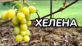 Grapes. Variety HELENA. Full description and growing recommendations / Grape Varieties
