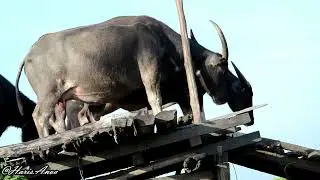 Kerbau rawa, Sungai Buluh-Asian water buffalo (Bubalus bubalis) | South Kalimantan, Indonesia