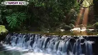 Неке туралы