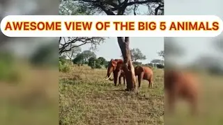 Magical Kenya ||Amazing of BIG FIVE ANIMALS
