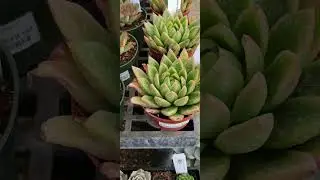 Ruth Bancroft Nursery in Walnut Creek, Ca Nov. 14, 2023