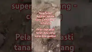 Tanah jadi sehat karena Jakaba super Cemplang - cemplung