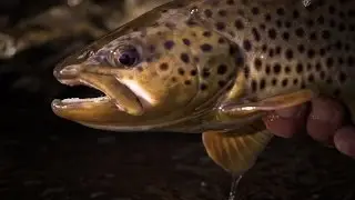 Testify | A Visual Poem of Trout Fishing