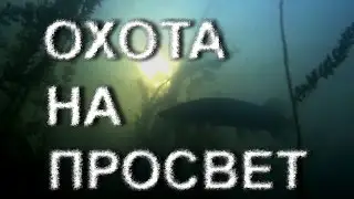 Подводная охота на просвет. Щука