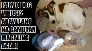 PARVO DOG VIRUS PAANO NGA BA GAMUTIN(2 ARAW LANG GUMALING KA AGAD ANG ASO KO)