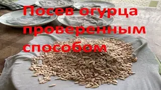 Посев огурцов от А до Я. Проверенный способ посадки огурцов на рассаду