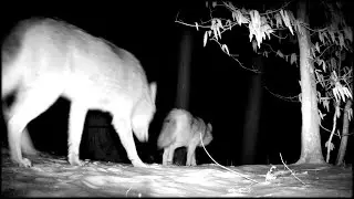 Porker followed by a Yote.