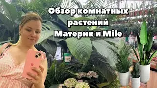 Очередной обзор 🤳комнатных  растений 🪴в Материке (м. Каменная горка) и Mile