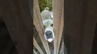 хоз двор//вылупляются цыплята