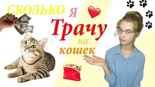 СКОЛЬКО я ТРАЧУ НА СВОИХ КОТОВ?/Сколько стоит содержание кошки?