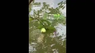 Fish eating guava | Amazing videos on internet | Viral video  #fish #fisheatingguava #shorts