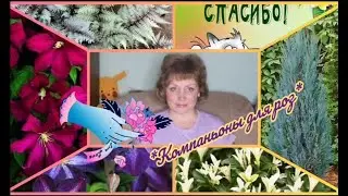 🌹СВИТА ДЛЯ КОРОЛЕВЫ РОЗЫ!!! 🌹🌺🌼🏵️ Часть первая)🌸💮🌻 
