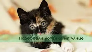 We found a kitten. What's the plan of action?