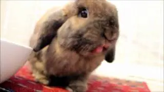 Watermelon Joy