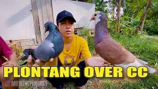 PENJEMPUTAN INDUKAN MERPATI J4BL4Y ANAK JAMILAH