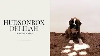 Hudsonbox Delilah @ 4 weeks old