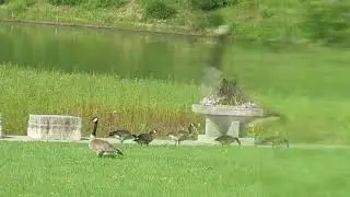 Wings and Things in July