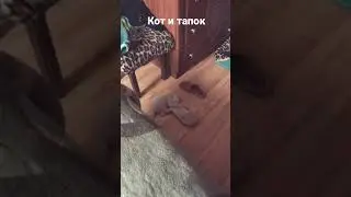 Pov: твой кот