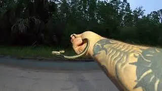 With the Rain comes the Snakes, Frogs and Toads