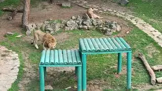 Gaziantep Hayvanat bahçesinde aslan kükremesi