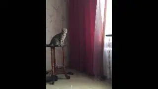 Грациозный прыжок.