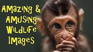 Amazing And Amusing Wildlife Photography