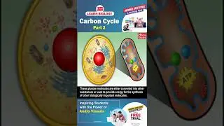The Carbon Cycle | Part 2